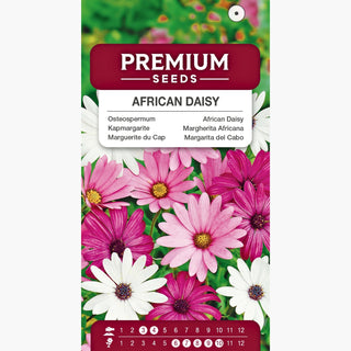 Marguerite du Cap - Mélange - Fleurit du printemps à l’automne - Osteospermum ecklonis