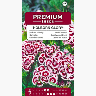 Oeillet de Poète - Holborn Glory - Variété originale bicolore - Dianthus barbatus