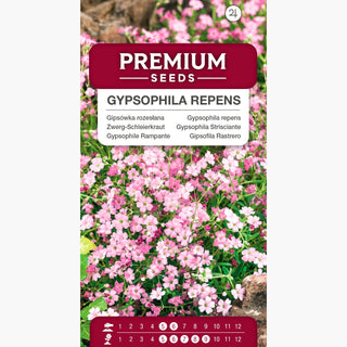 Gypsophile Rampante - Mélange - Mélange aérien de couleurs pastel - Gypsophila repens