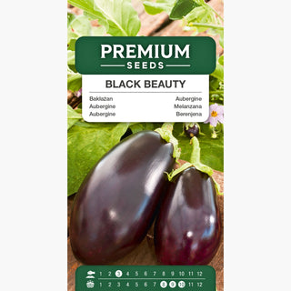 Aubergine Black Beauty - Récoltes abondantes, culture facile