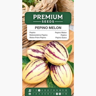 Melon Poire Pépino - Décoratif avec des fruits comestibles et juteux - Solanum muricatum
