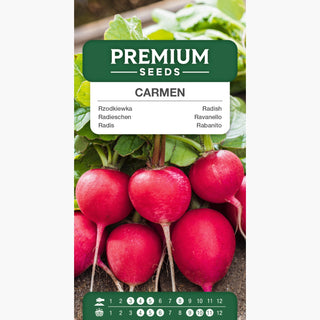 Radis Carmen - Récolte abondante au printemps et en automne