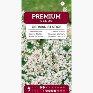 Statice de Tartarie - Vivace et parfait pour les bouquets secs - Limonium tataricum