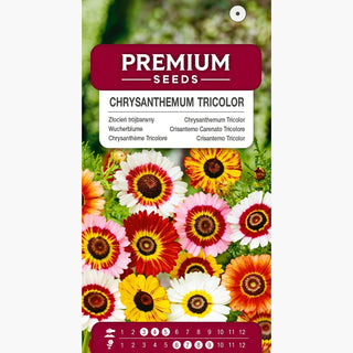 Chrysanthème Tricolore Mélange - Résistante au gel, floraison abondante, culture facile - Chrysanthemum tricolor