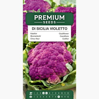Chou-fleur Di Sicilia Violetto - Roses violettes attrayantes, goût unique et piquant ! - Brassica oleracea var. botrytis