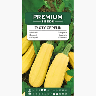 Courgette Złoty Cepelin - Mi-précoce, très productif, fruits de 2 à 4 kg