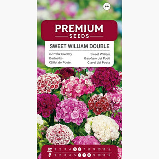 Œillet de Poète Double Mélange - Fleurs pleines et multicolores, parfaites pour massifs et fleurs coupées - Dianthus barbatus