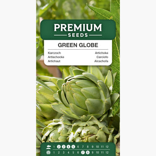 Artichaut Green Globe - Récoltes abondantes, cœur savoureux et charnu ! - Cynara scolymus