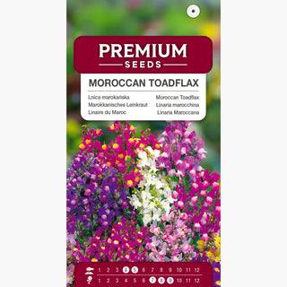 Linaire du Maroc - Tapis coloré pour le jardin d’été - Linaria maroccana