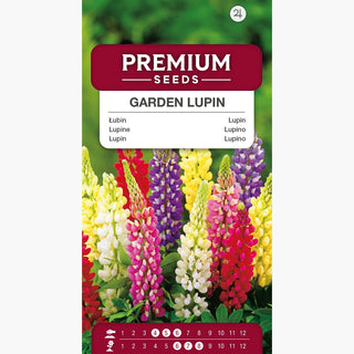 Lupin Russell - Mélange - Magie colorée de l'été pour massifs - Lupinus polyphyllus