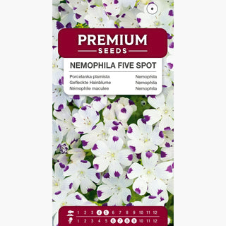 Némophile maculee - Motif intéressant, spectaculaire et originale - Nemophila maculata