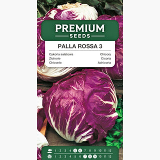 Chicorée Palla Rossa 3 - Idéale pour salades, fraîcheur et croquant dans l'assiette ! - Cichorium intybus var. foliosum