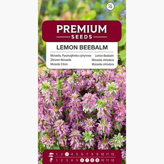 Motarde Citron - Décoration des massifs et des coins d’herbes aromatiques - Monarda citriodora