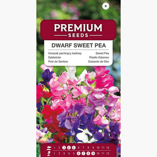 Pois de Senteur - Nain Mélange - Mélange idéal pour pots - Lathyrus odoratus