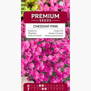Oeillet de Pentecôte - Plante xérophyte et résistante - Dianthus gratianopolitanus