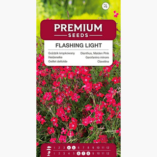 Oeillet deltoïde - Flashing Light - Fleur rouge avec une touche originale - Dianthus deltoides