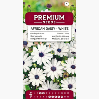 Marguerite du Cap - Blanc - Fleurs d’un blanc éclatant, port compact - Osteospermum ecklonis