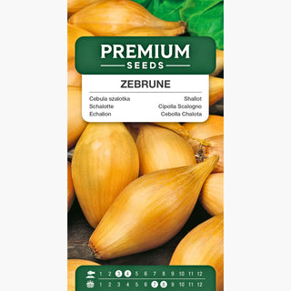 Échalion Zebrune - Saveur subtile et douce, idéale pour salades et sauces - Allium cepa var. aggregatum