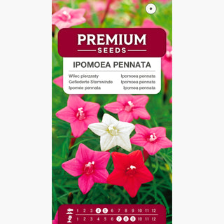 Ipomée pennata - Mélange - Plante grimpante spectaculaire jusqu’à 3 mètres - Ipomoea pennata