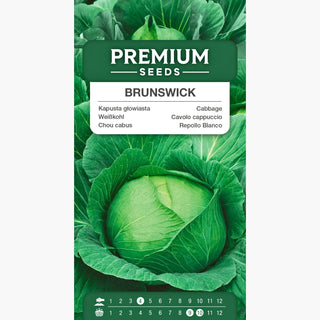 Chou Cabus de Brunswick - Juteuse et croquante, maîtresse des variations culinaires - Brassica oleracea var. capitata f. alba