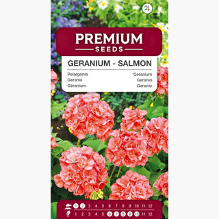 Géranium - Saumon - Idéale pour balcon et terrasse - Pelargonium zonale