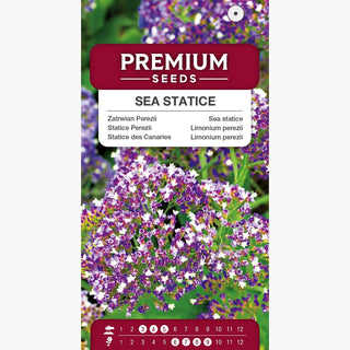 Statice des Canaries - Fleurs épaisses et violettes pour de nombreuses années - Limonium perezii