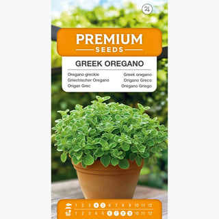 Origan Grec - Saveur et arôme très intenses - pour culture en jardin et en pot - Origanum vulgare ssp. hirtum