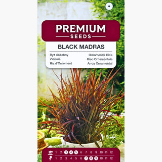 Riz d'Ornement - Black Madras - Ornementale, élancée, décoration élégante pour le jardin - Oryza sativa
