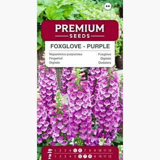 Digitale - Pourpre - Tiges majestueuses à la teinte exceptionnelle - Digitalis purpurea