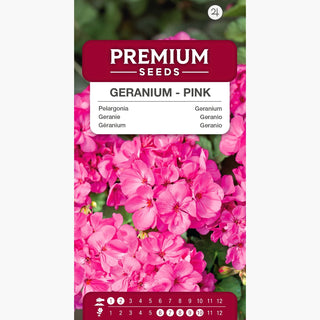 Géranium - Rose - Facile à cultiver en pot - Pelargonium zonale