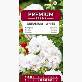 Géranium - Blanc - Idéale pour les pots et jardinières - Pelargonium zonale