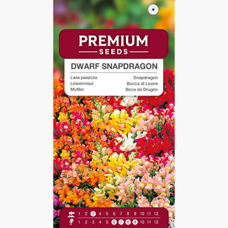 Muflier Nain Mélange - Fleurs multicolores, idéale pour bordures et massifs - Antirrhinum majus