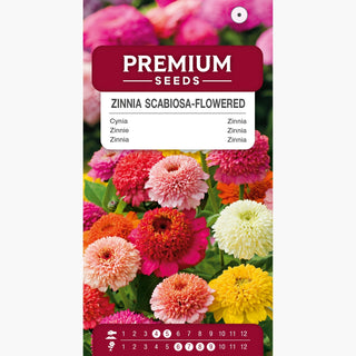 Zinnia à Fleurs de Scabieuse - Mélange - Fleurs pleines, ornement pour massifs et jardins - Zinnia elegans