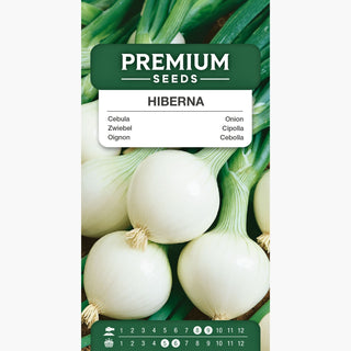 Oignon Hiberna - Grande et juteuse, parfaite pour le stockage ! - Allium cepa