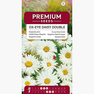 Marguerite Double - Inflorescences pleines blanches, culture facile, résistante au gel - Chrysanthemum leucanthemum