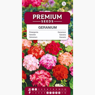 Géranium - Mélange - Palette riche de couleurs, floraison abondante - Pelargonium zonale