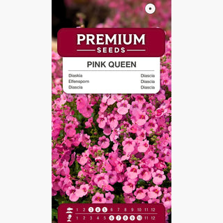 Diascia Pink Queen - Décoration aérienne pour balcon - Diascia barberae