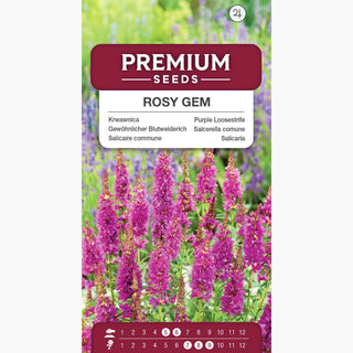 Salicaire commune - Rosy Gem - Ajout précieux à la prairie fleurie - Lythrum salicaria