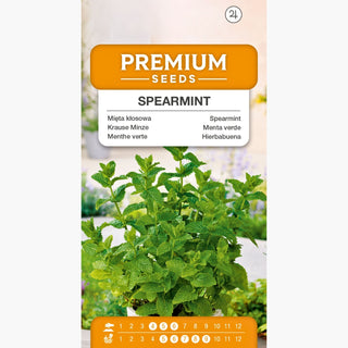 Menthe Verte - Goût et arôme exceptionnels, pousse bien en pot - Mentha spicata