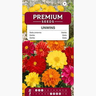 Dahlia Unwins - Mélange au style léger et naturel - Dahlia pinnata
