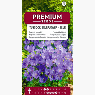 Campanule des Carpates - Bleu - Explosion de fleurs violet-bleu - Campanula carpatica