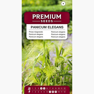 Panicum elegans - Panicules spectaculaires et aériennes - Panicum elegans