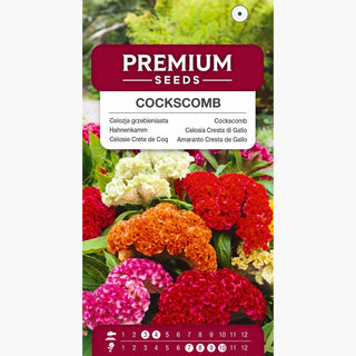 Amarante Crête de Coq - Spectacle de couleurs spectaculaire dans le jardin ! - Celosia argentea var. cristata