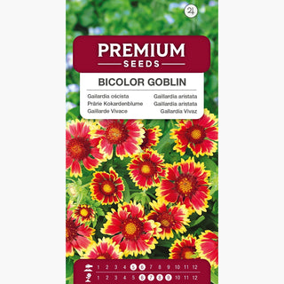 Gaillarde Vivace Nain - Bicolor Goblin - Variété naine rouge et or - Gaillardia aristata