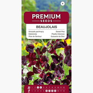 Pois de Senteur - Beaujolais - Magnifique ornement pour pergolas et tonnelles - Lathyrus odoratus