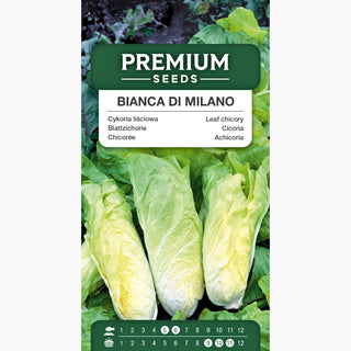 Chicorée Bianca di Milano - Parfaite pour salades fraîches et crudités ! - Cichorium intybus var. foliosum