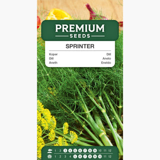 Aneth Sprinter - Aromatique, feuilles juteuses, productif