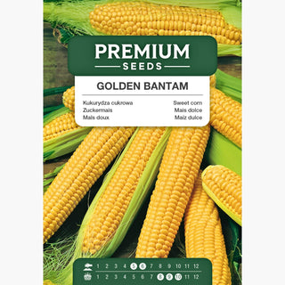 Maïs Doux - Golden Bantam - Productive, savoureuse, gros épis sucrés jusqu'à 22 cm ! - Zea mays convar. saccharata