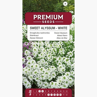 Alysse Odorant - Blanc - Petites fleurs blanches compactes en touffes - Lobularia maritima