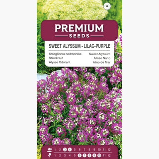 Alysse Odorant - Lilas-violet - Floraison abondante, idéale pour les bordures - Lobularia maritima